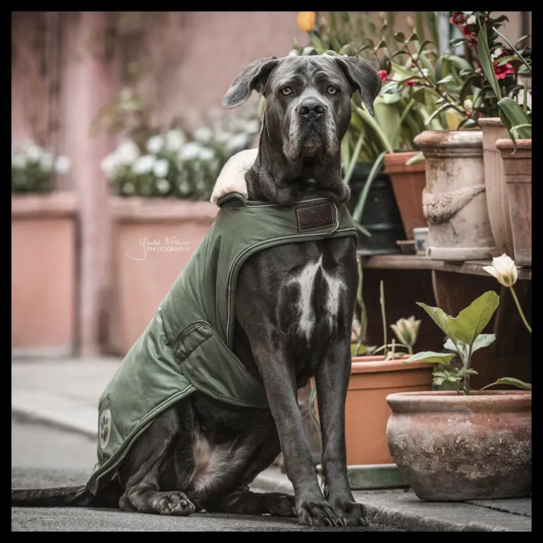 Manteau chien imperméable réfléchissant - Kentucky Dogwear