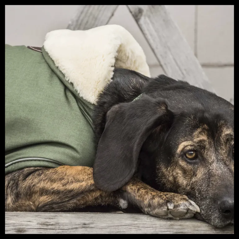 Manteau chien imperméable réfléchissant - Kentucky Dogwear