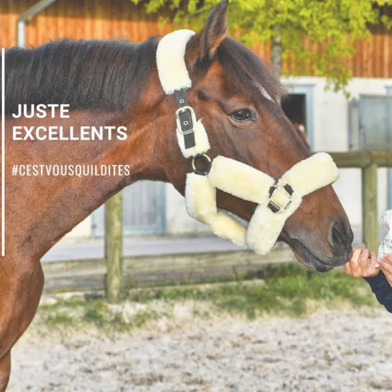 Natural Crackers Friandises chevaux naturelles locomotion Moov - Natural'Innov