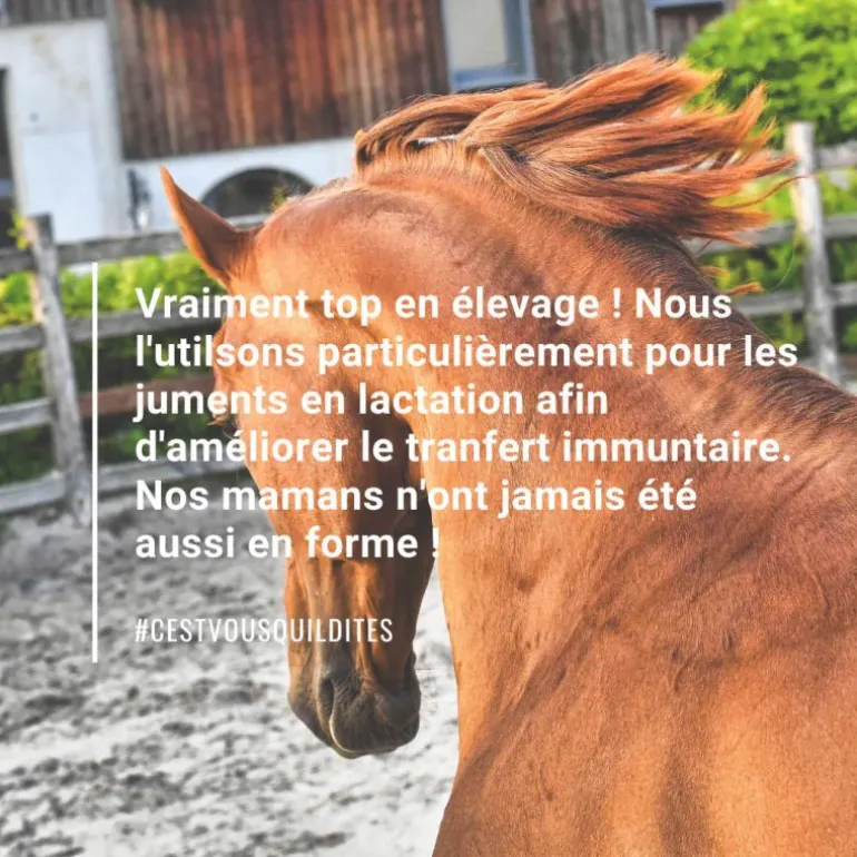 Natural'Immune immunité renforcée cheval - Natural'Innov