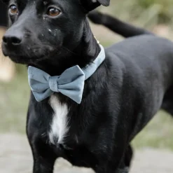 Noeud papillon pour chien Velvet - Kentucky Dogwear