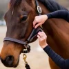 Protections côtés licol cheval - Thinline