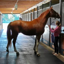Revêtement de sol 10T en caoutchouc pour les allées écurie, vans et camions cheval - IDS