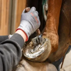 Rénette sabot cheval ProfiLoop