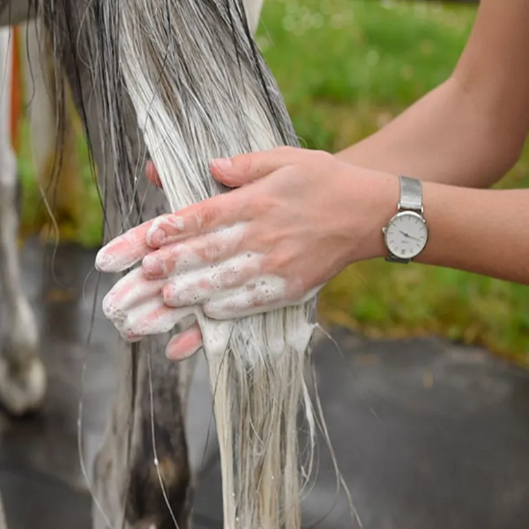 Shampoing anti-mouche cheval à la citronnelle - Gamme du Maréchal