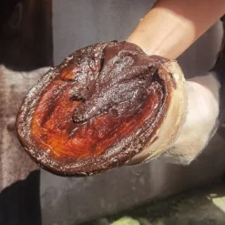 Soin sole et fourchette sabot cheval - 067