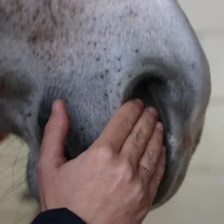 Sérum sérénité cheval - Nellumbo