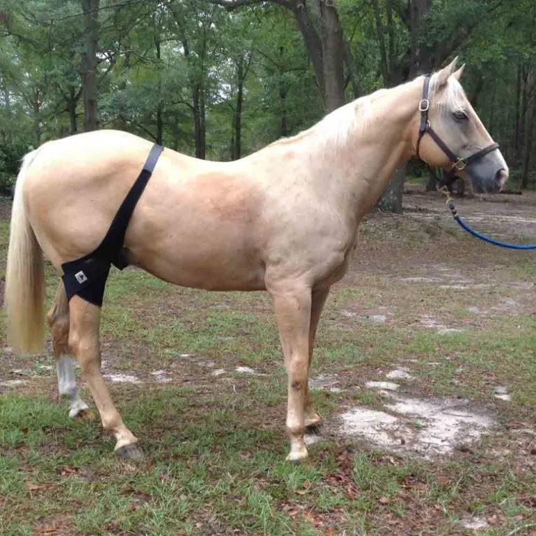 Strapping Grassets et rotules cheval thérapeutique régénérant -Titane Liquide - Fenwick