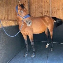 Tapis EVA Protect murs box cheval - IDS