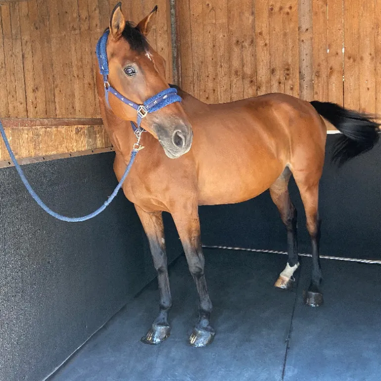 Tapis EVA Protect murs box cheval - IDS