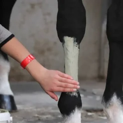 Tend Argile cheval - LPC